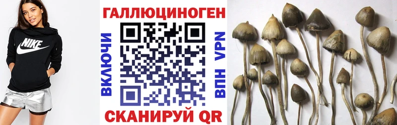 ссылка на мегу вход  Корсаков  Псилоцибиновые грибы мицелий 
